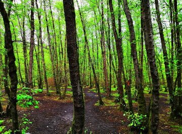 لیستی از زیباترین جنگل‌های ایران