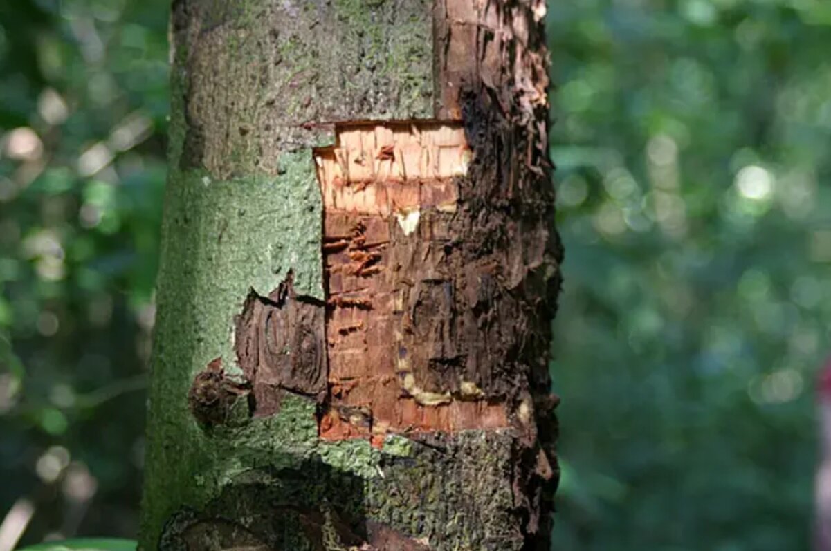 هفت خاصیت بینظیر دارچین – خبرآنلاین