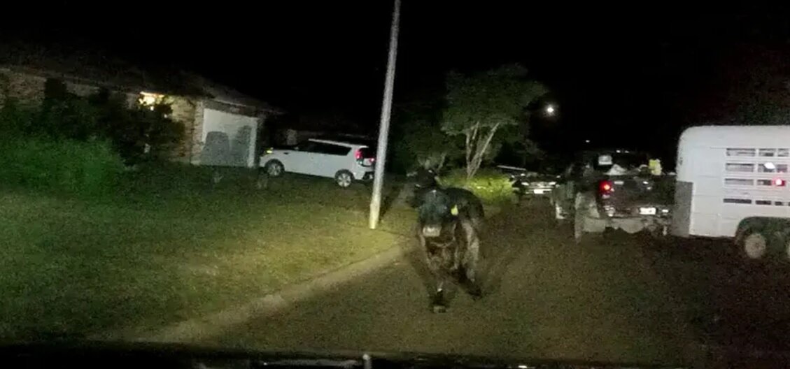 تعقیب و گریز سه ساعته برای گیر انداختن گاو خشمگین فراری/ عکس