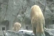 ببینید | شیطنت بچه خرس مادرش را به دردسر انداخت