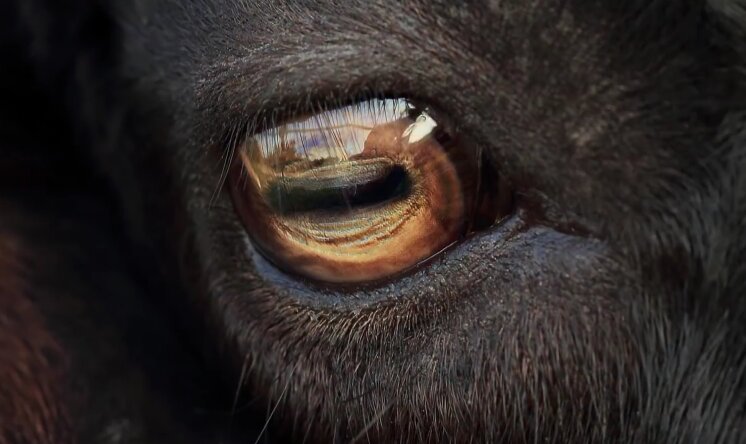 عکس | تنها موجود در جهان که مردمک چشم آن مستطیل است!