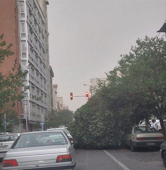 عکس | سقوط درخت بر اثر توفان در خیابان دانشگاه تهران