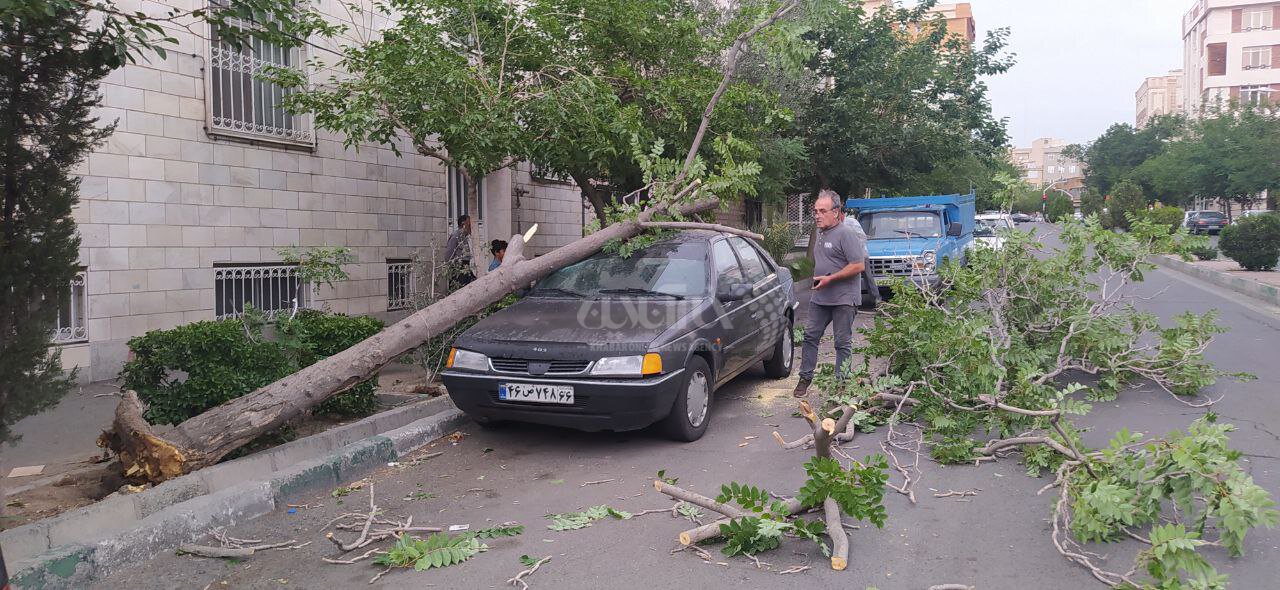 سقوط چندین درخت روی ماشین‌ها بر اثر طوفان در تهران+عکس