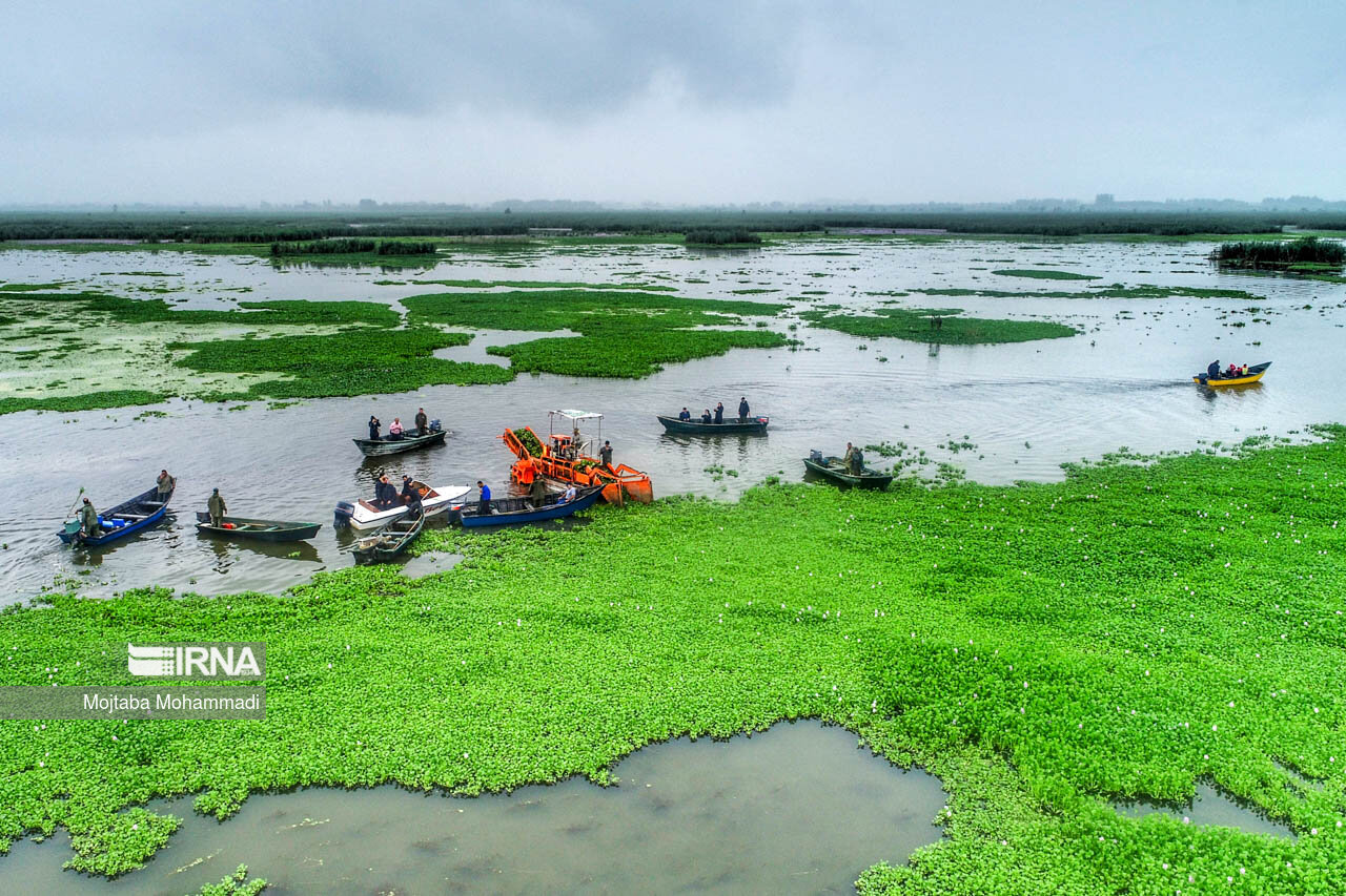 جمعآوری ۳۵ تن سنبل آبی از تالاب انزلی/ عکس