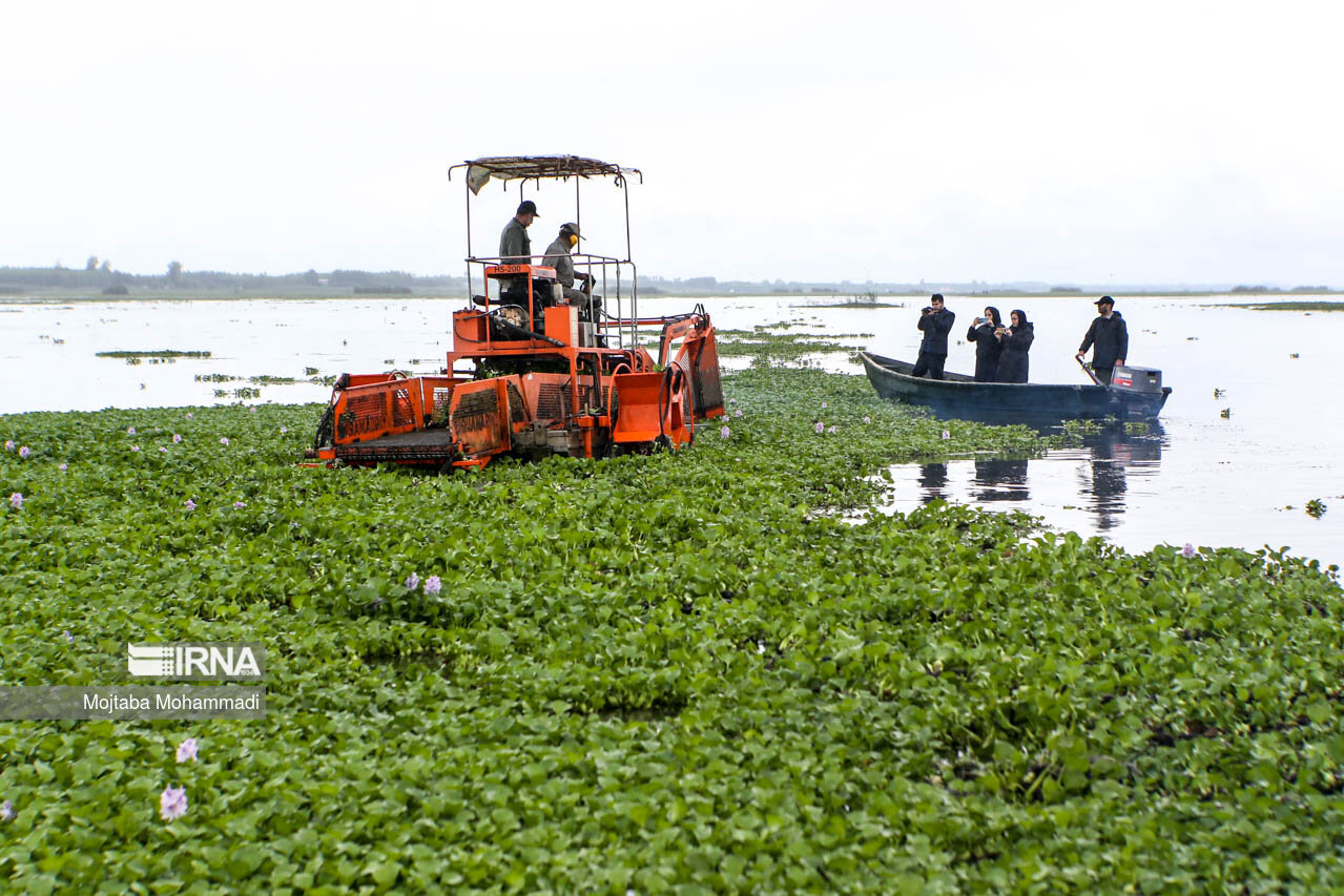 جمعآوری ۳۵ تن سنبل آبی از تالاب انزلی/ عکس