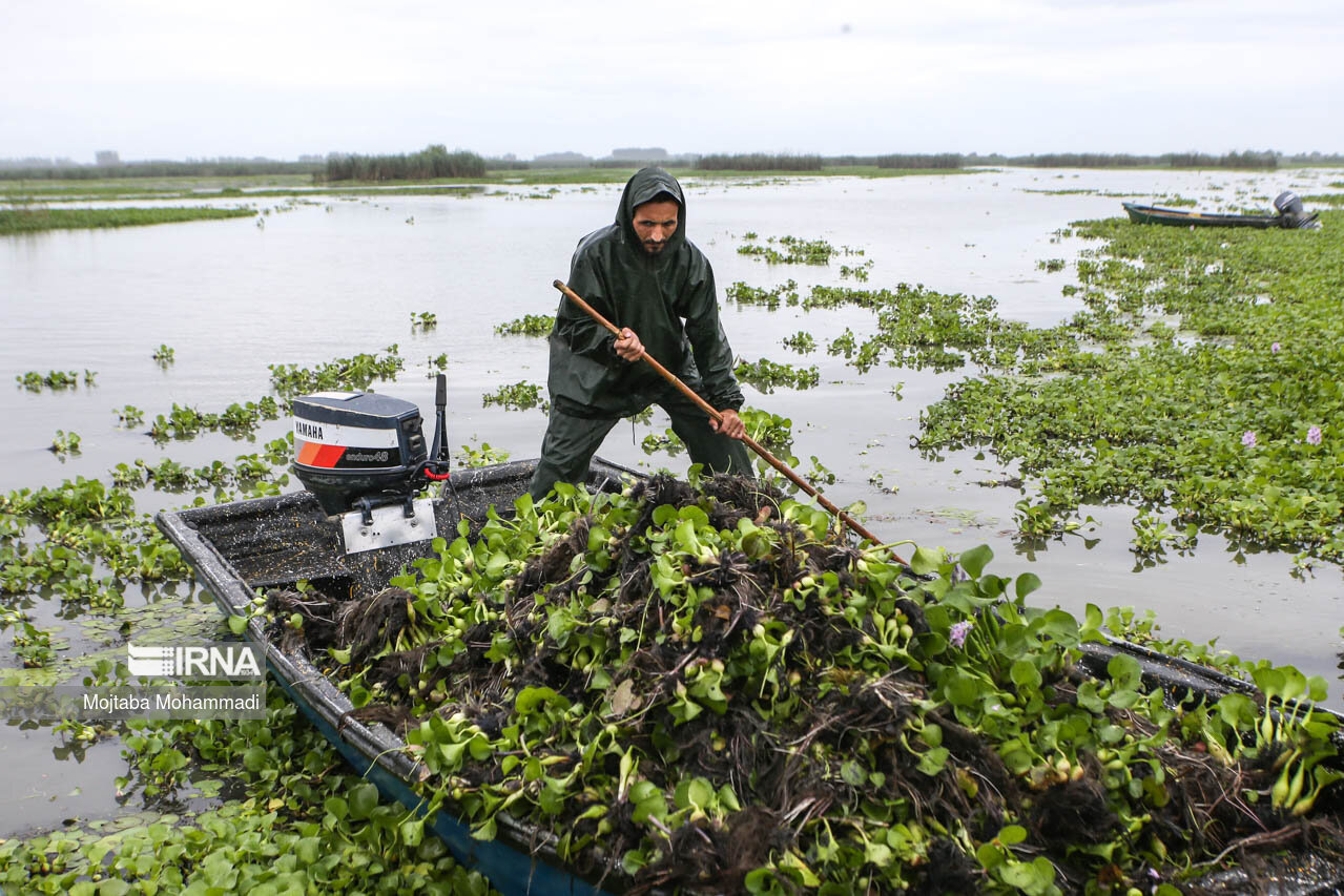 جمعآوری ۳۵ تن سنبل آبی از تالاب انزلی/ عکس