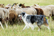 ببینید | محافظت دقیق از گوسفندان توسط باهوش‌ترین سگ دنیا!