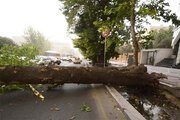 ببینید | سقوط درخت بر اثر طوفان در خیابان قدس تهران