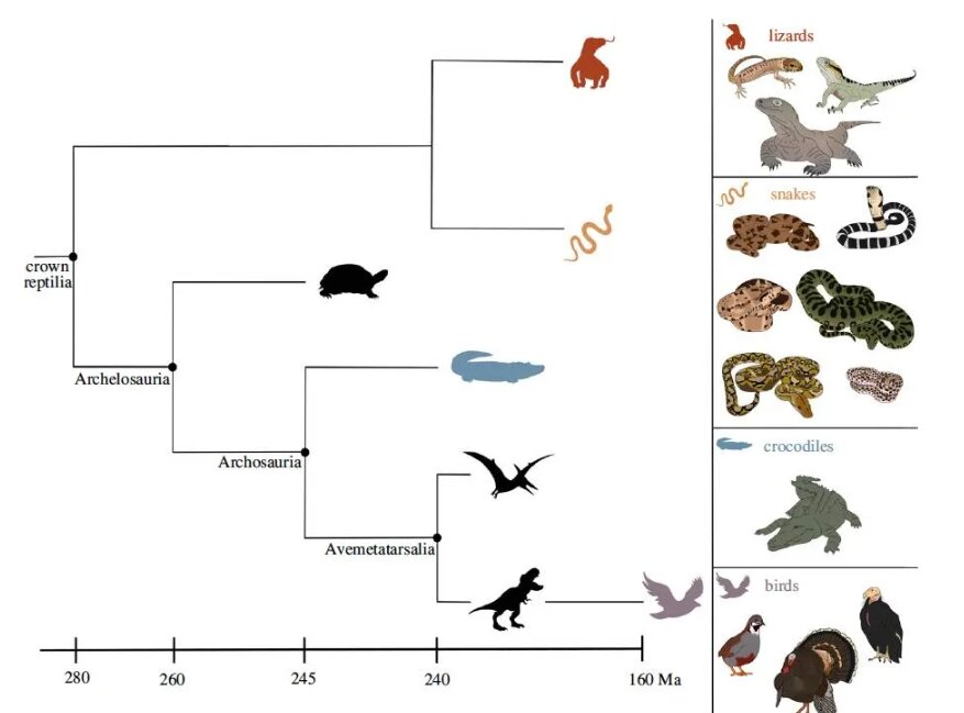 تمساح اسیر در آمریکا شگفتیساز شد/ اولینبار بکرزایی شکارچی خونسرد