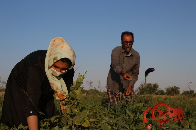 برداشت بادمجان سمنان (ونگون)