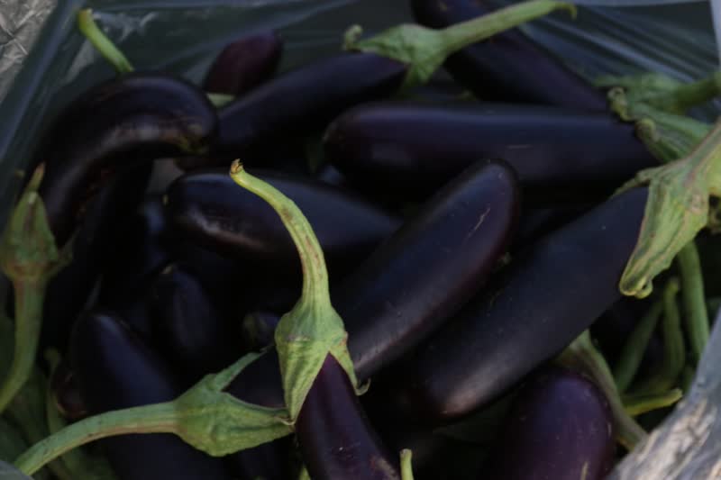 برداشت بادمجان سمنان (ونگون)