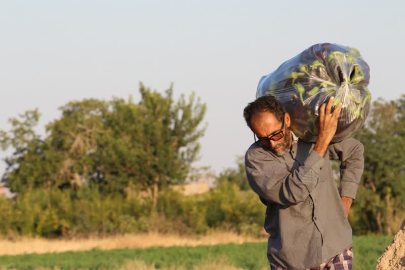 برداشت بادمجان سمنان (ونگون)