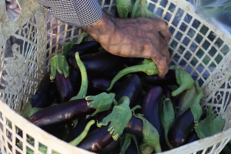 برداشت بادمجان سمنان (ونگون)