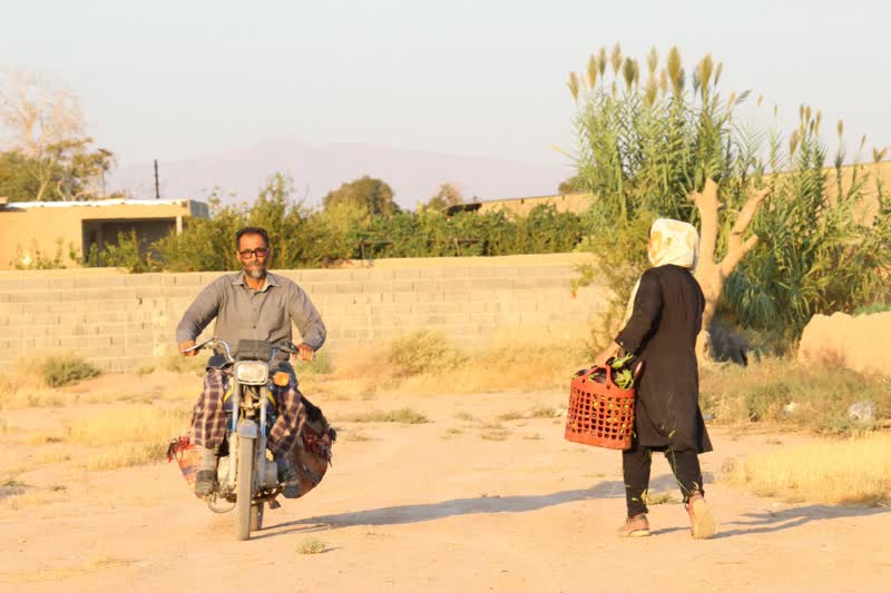 برداشت بادمجان سمنان (ونگون)