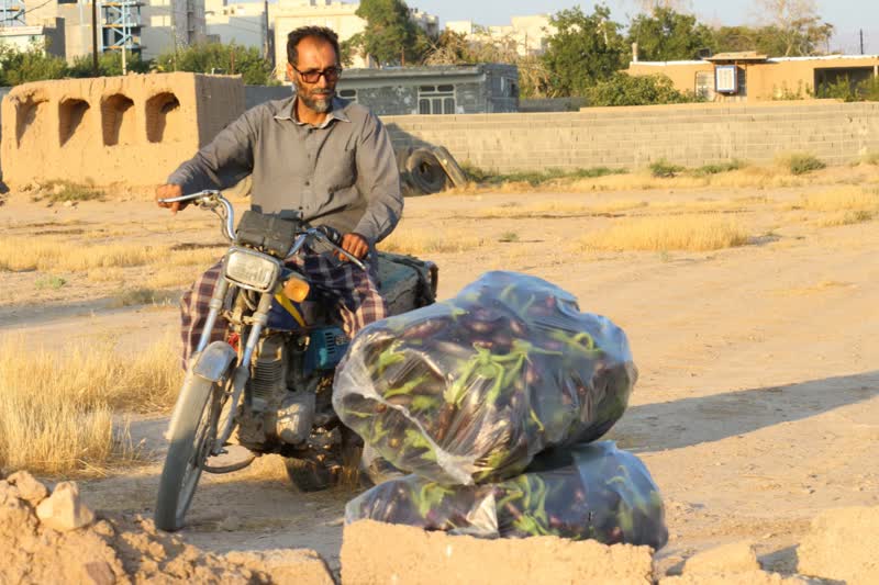 برداشت بادمجان سمنان (ونگون)