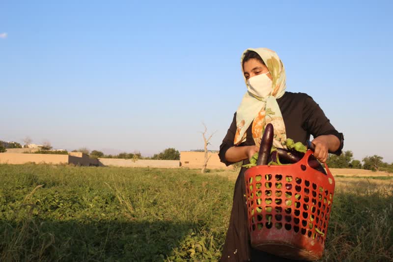 برداشت بادمجان سمنان (ونگون)