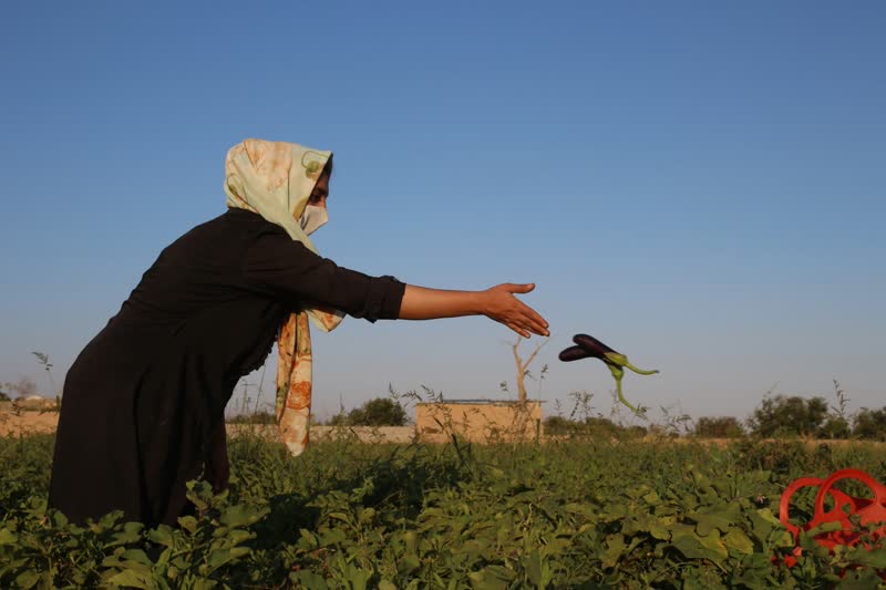 برداشت بادمجان سمنان (ونگون)