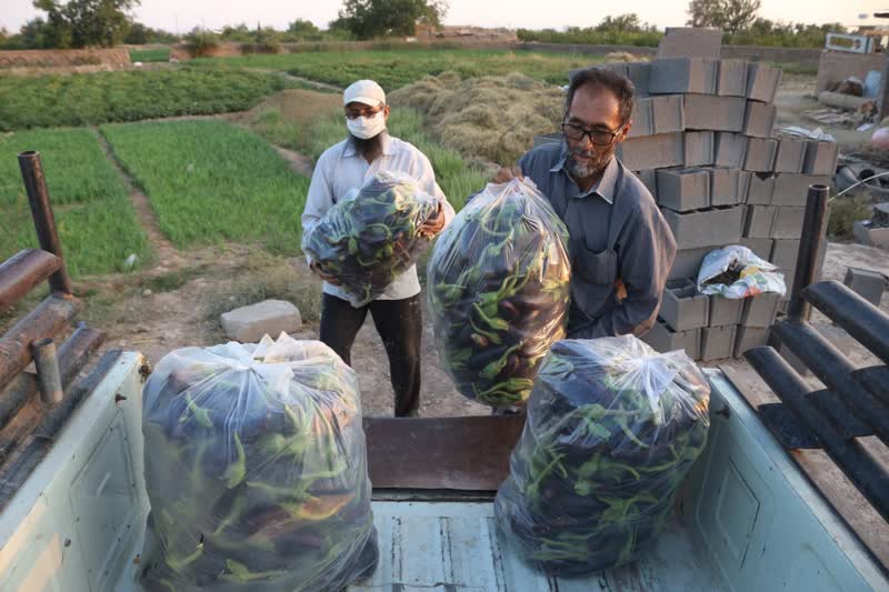 برداشت بادمجان سمنان (ونگون)