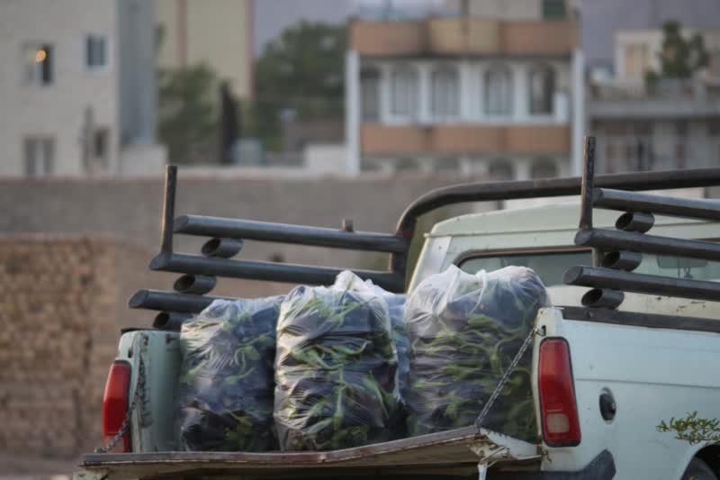 برداشت بادمجان سمنان (ونگون)