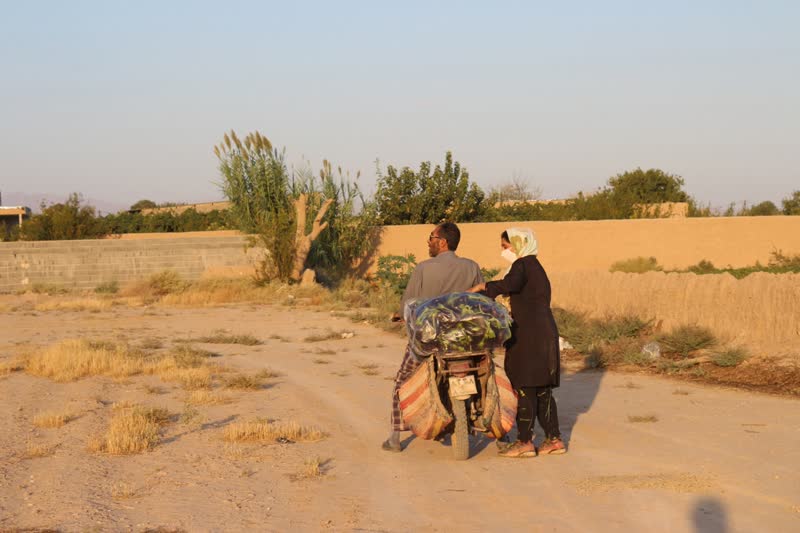 برداشت بادمجان سمنان (ونگون)