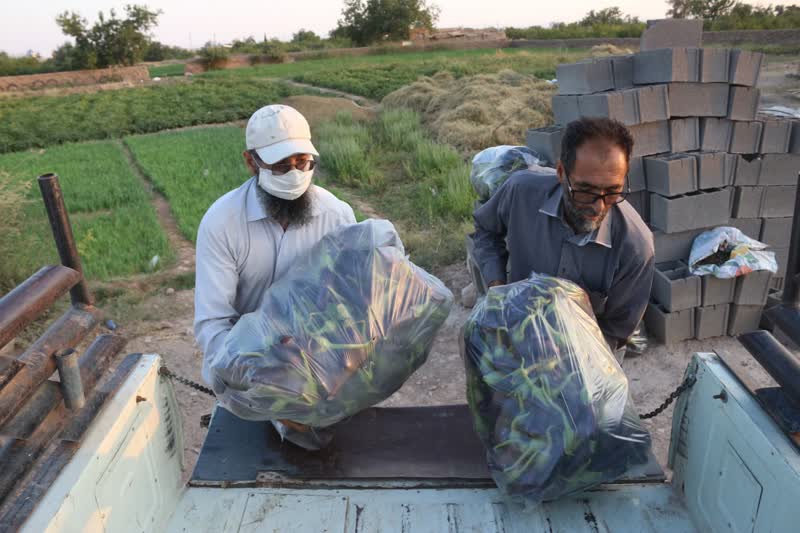 برداشت بادمجان سمنان (ونگون)