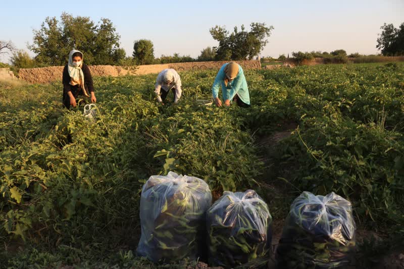 برداشت بادمجان سمنان (ونگون)