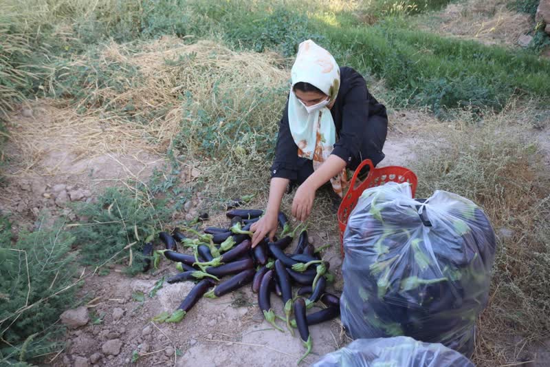 برداشت بادمجان سمنان (ونگون)