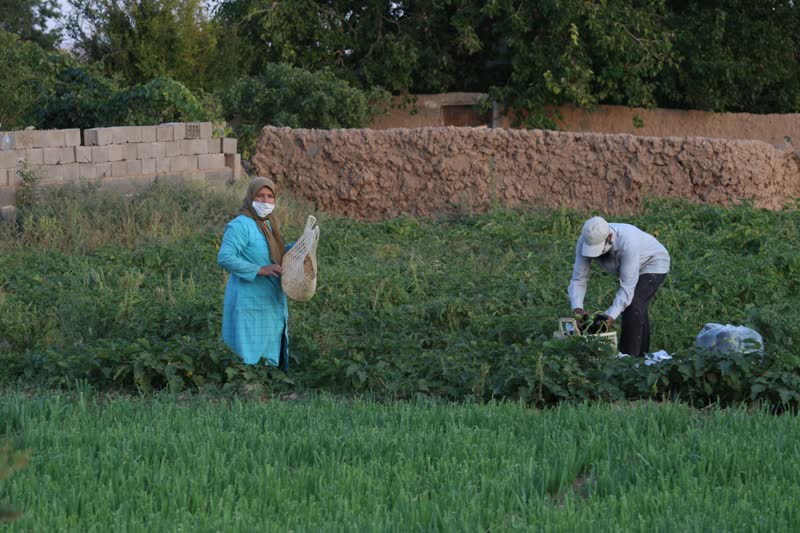 برداشت بادمجان سمنان (ونگون)