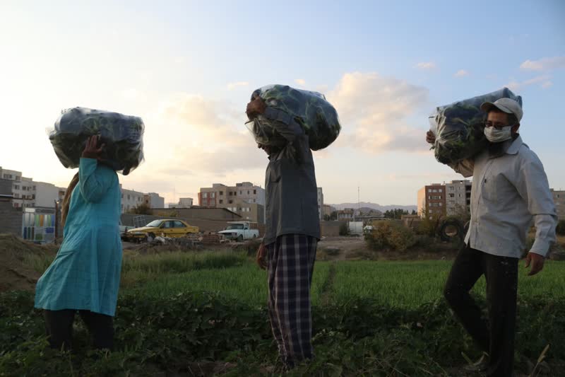 برداشت بادمجان سمنان (ونگون)