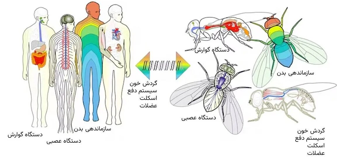 مگسی که دنیای علم را متحول کرد/ عکس