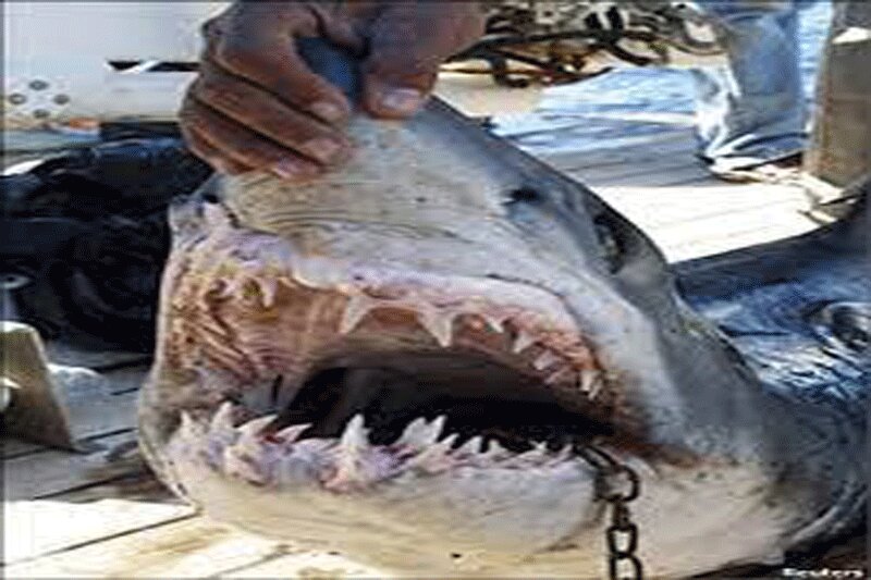 ببینید | حمله مردم مصر با چوب و چماق به نهنگ قاتل که یک گردشگر روس را خورد!