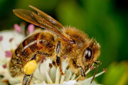 ببینید | هجوم زنبورها به منهتن در نیویورک