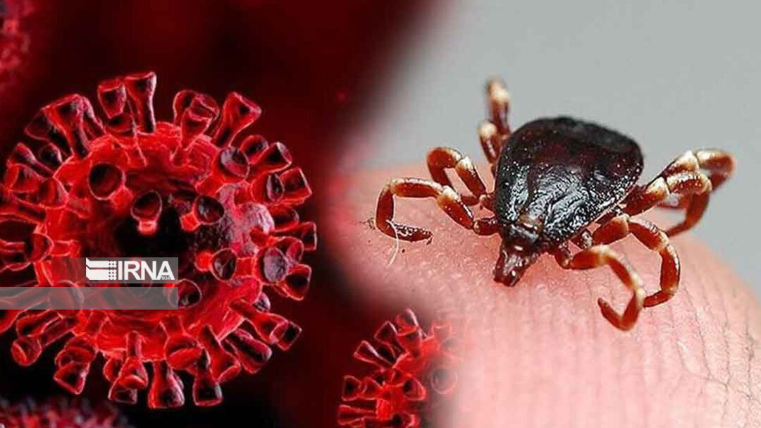 ابتلای ۱۲ نفر به تب کنگو در کشور/ ذبح دام در منازل و معابر ممنوع