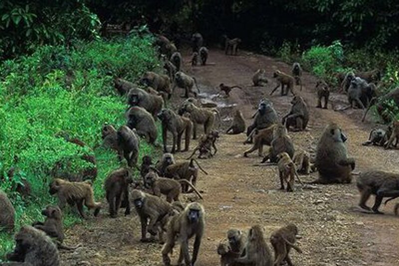 ببینید | فرار عجیب یک پلنگ از دست گله‌ بابون‌ها