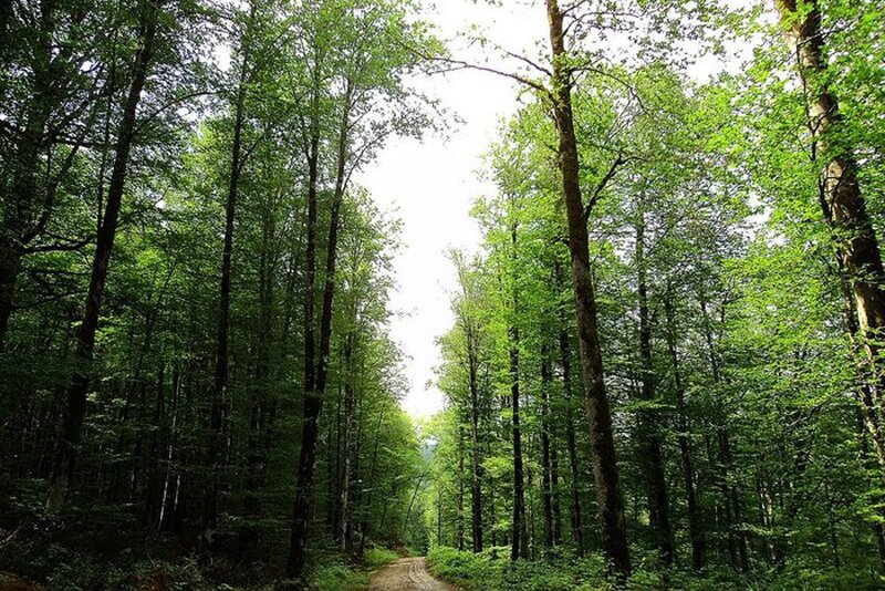 ببینید | جولان خرس و پلنگ در جنگلهای هیرکانی در گیلان!