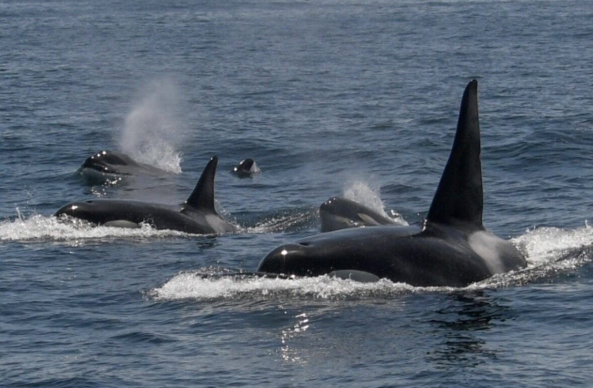 نزدیک شدن ۲۴ نهنگ‌ قاتل به یک ساحل/ عکس