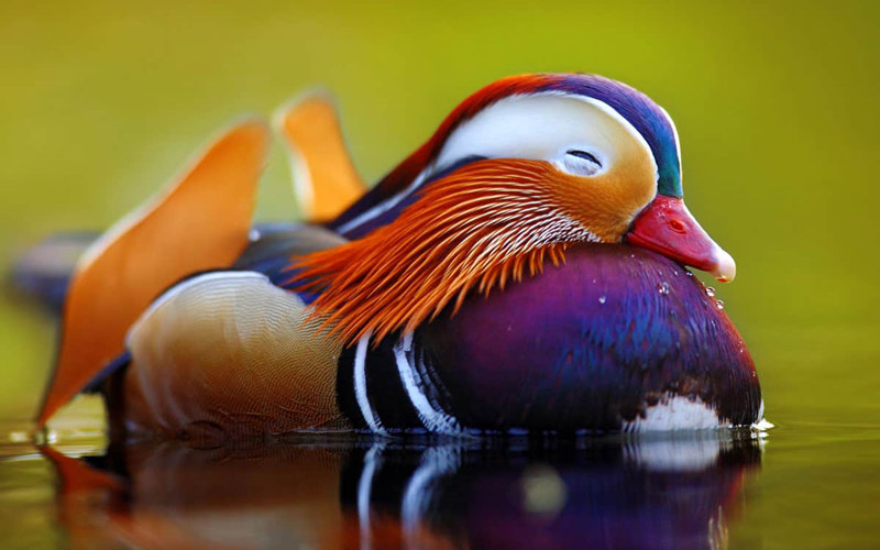 این اردک از دل رنگین‌کمان آمده‌‍!/ فیلم