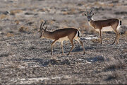 ببینید | تنوع حیوانی در حیات وحش پارک ملی گلستان