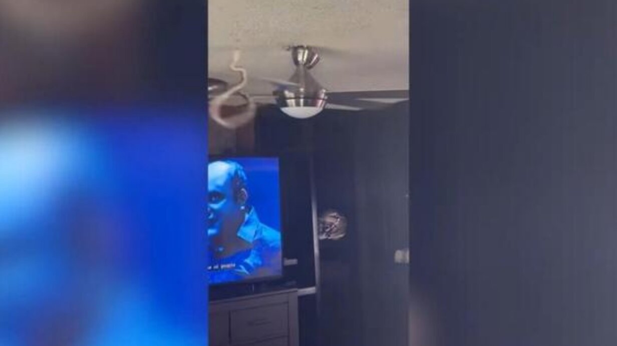 جا خوش کردن یک مار روی پنکه سقفی/ عکس