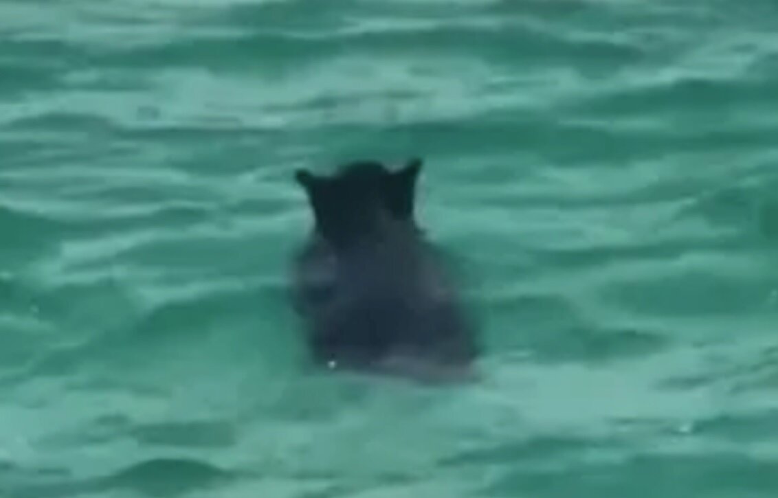 بیرون آمدن خرس سیاه از دریا/ عکس