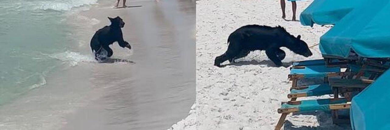 بیرون آمدن خرس سیاه از دریا/ عکس