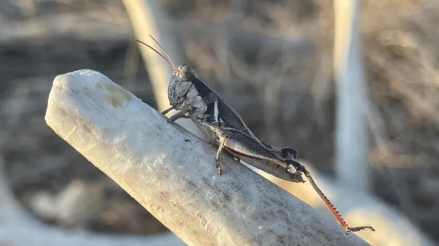 نامگذاری یک نوع ملخ تازه کشف شده به اسم یک خواننده معروف!/ عکس