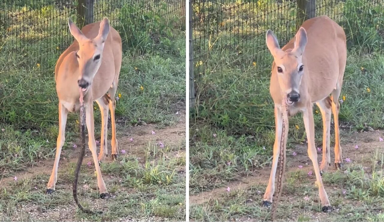 بلعیده شدن مار توسط آهو/ عوض شدن جای شکار و شکارچی/ عکس