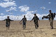 ببینید | ویرانگری ملخ‌ها در افغانستان