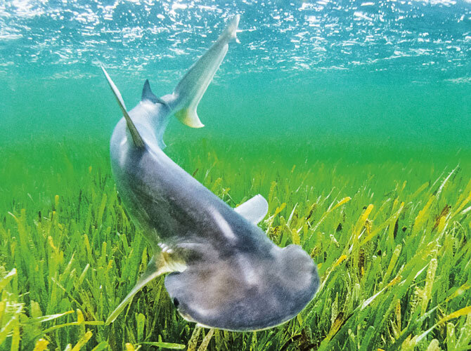 عکس |‌ کوسه شگفت‌انگیزی که علف می‌خورد!