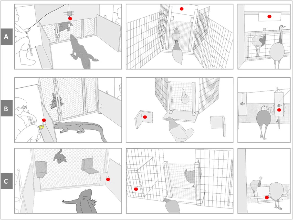 دایناسورها خیلی قبلتر از انسانها، توانایی درک دیدگاه متفاوت یکدیگر را داشتند!