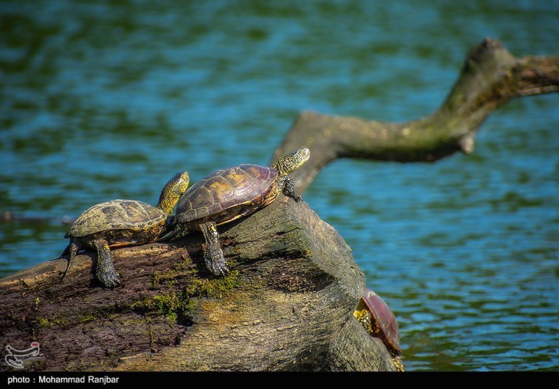چشمانداز جالب دریاچه «نورماس» در رشت/ عکس