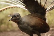 ببینید | تقلید صدای اره‌برقی و شاتر دوربین توسط یک پرنده بومی استرالیایی!