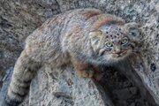 ببینید | مشاهده ۳ قلاده گربه پالاس در شهرستان رابر!