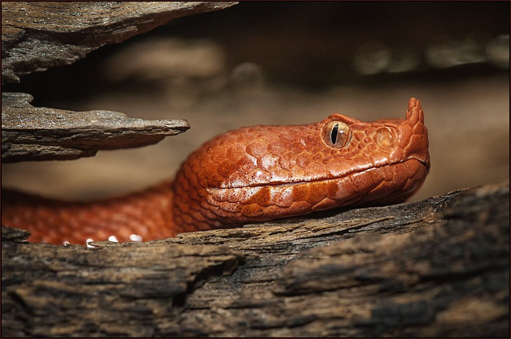 این افعی کشنده بینی دارد!/ فیلم